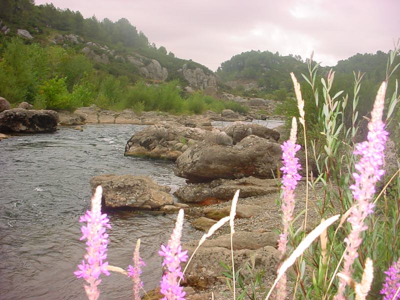 conglos8710.jpg conglos8710.jpg