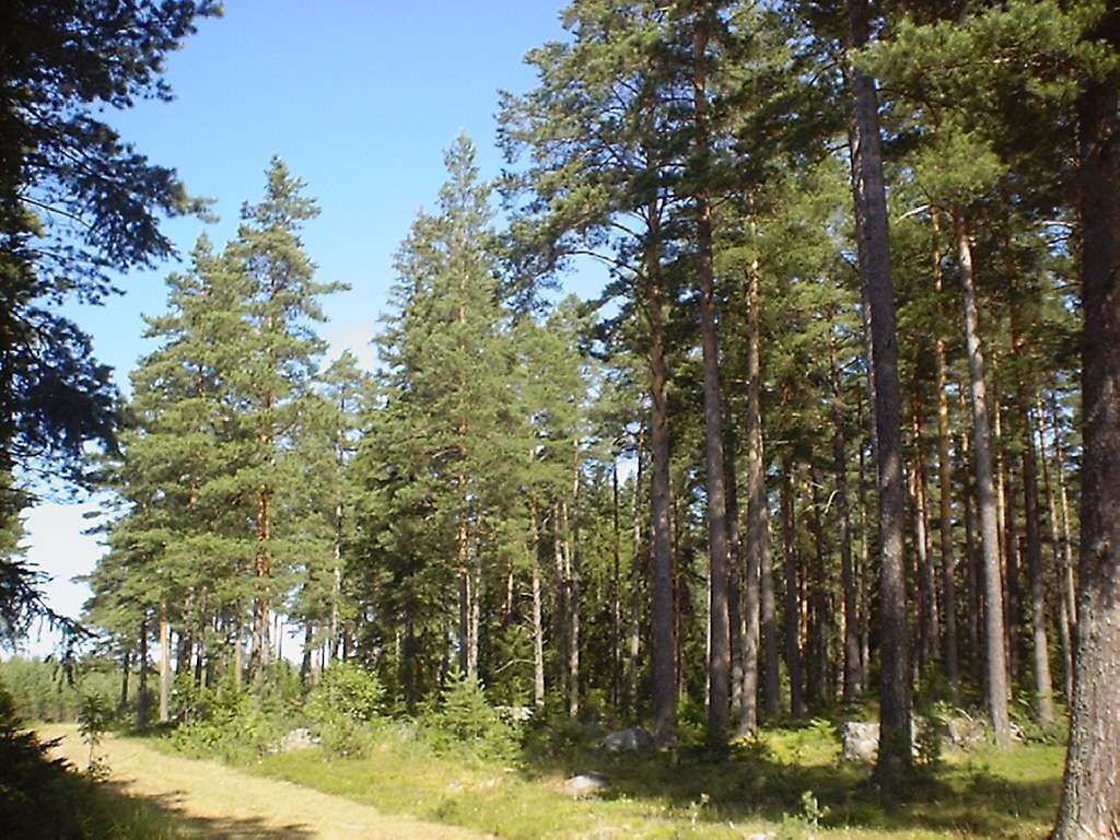 Des arbres qui gâchent la forêt !